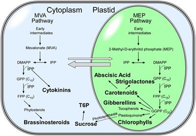 Isoprenoid-Derived Metabolites and Sugars in the Regulation of Flowering Time: Does Day Length Matter?